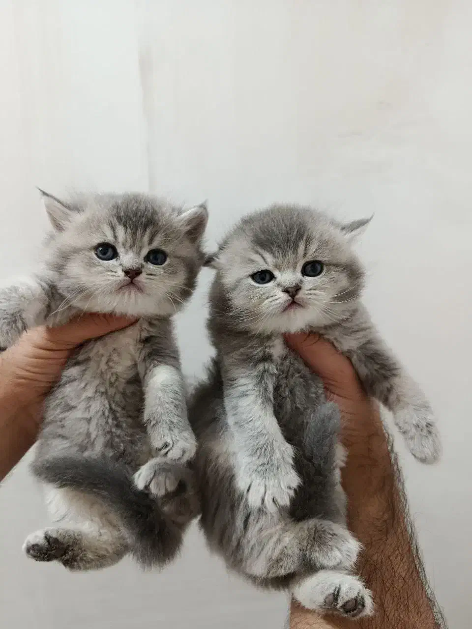 گربه های ملوس|گربه|ایلام, |دیوار