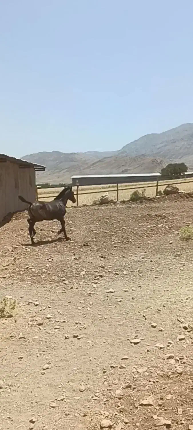 کره مادیون|اسب و تجهیزات اسبسواری|الشتر, |دیوار