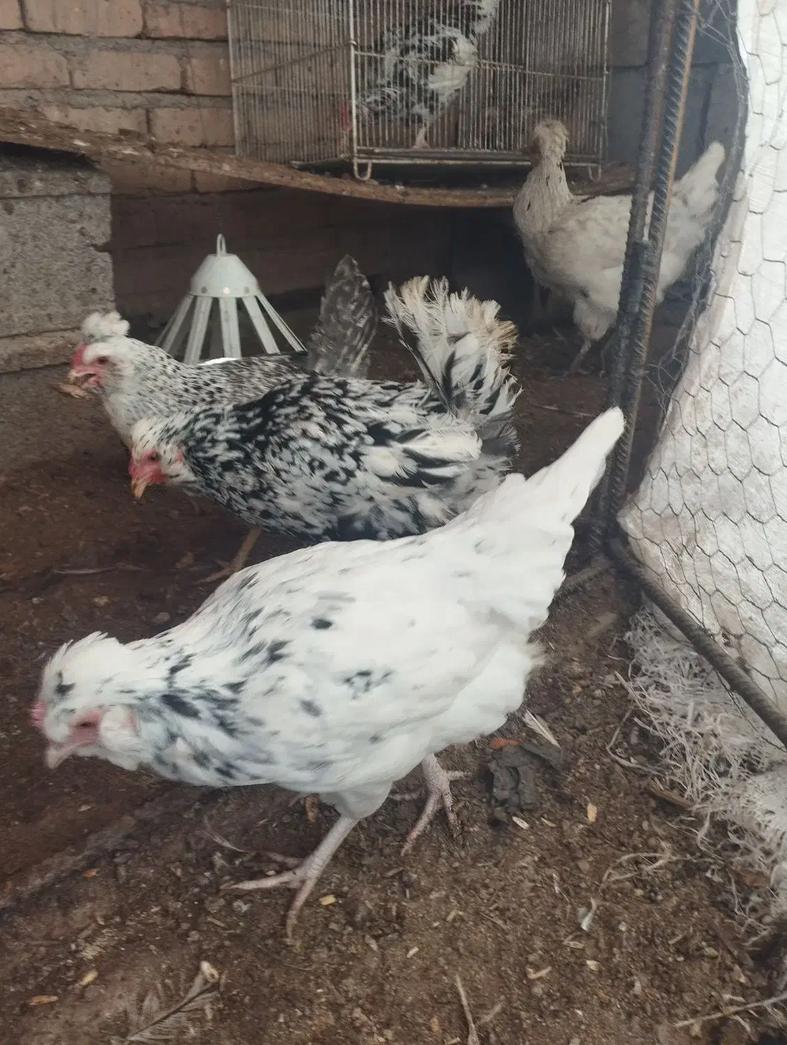 تخم مرغ نطفه دار گلین لری اصل|حیوانات مزرعه|درمیان, |دیوار