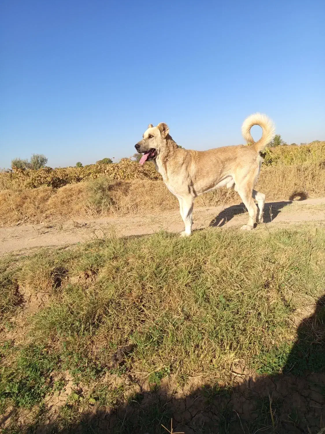 فروش سگ عراقی|سگ|شال, |دیوار