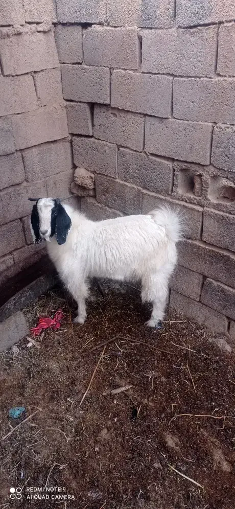 بزغاله نر گوشتی وچاق|حیوانات مزرعه|زیرکوه, |دیوار