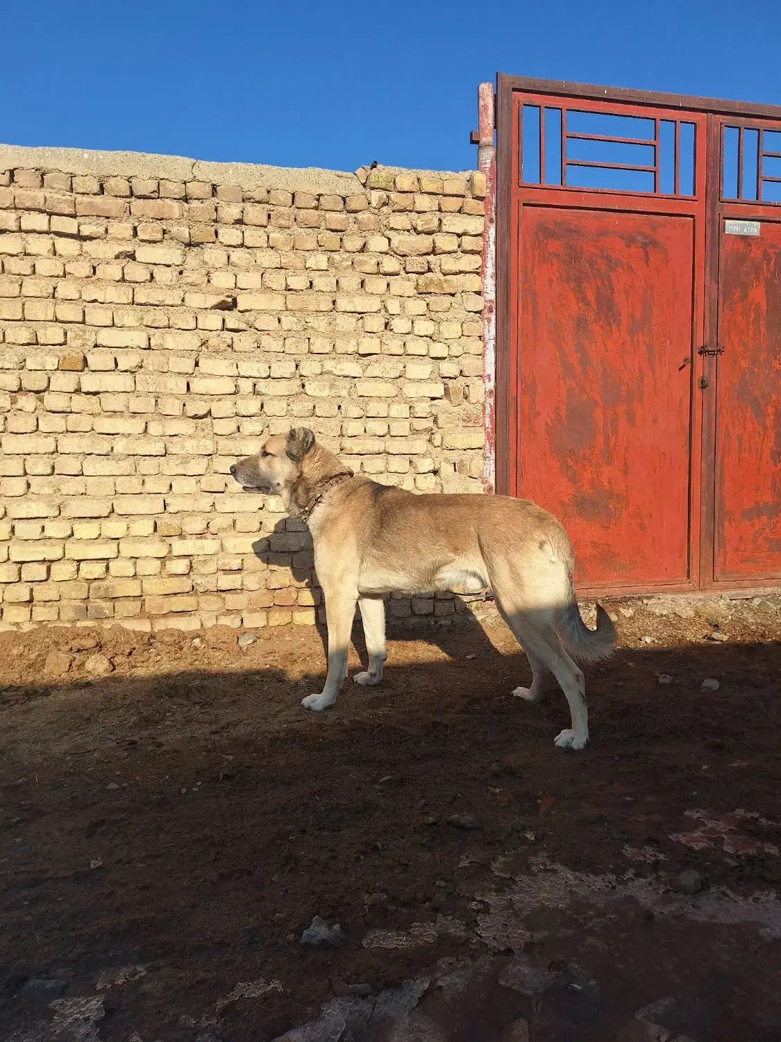 سگ سرابی|سگ|قره چای, |دیوار