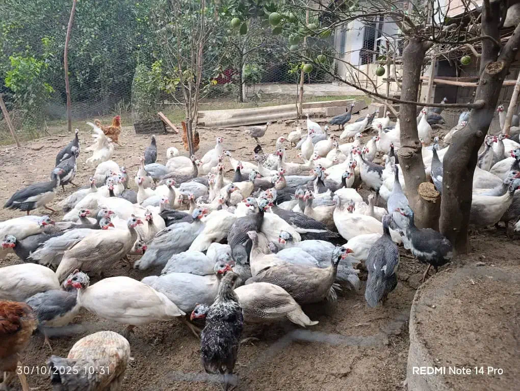 مرغ شاخدار دررنگ های مختلف|حیوانات مزرعه|قائمشهر, |دیوار