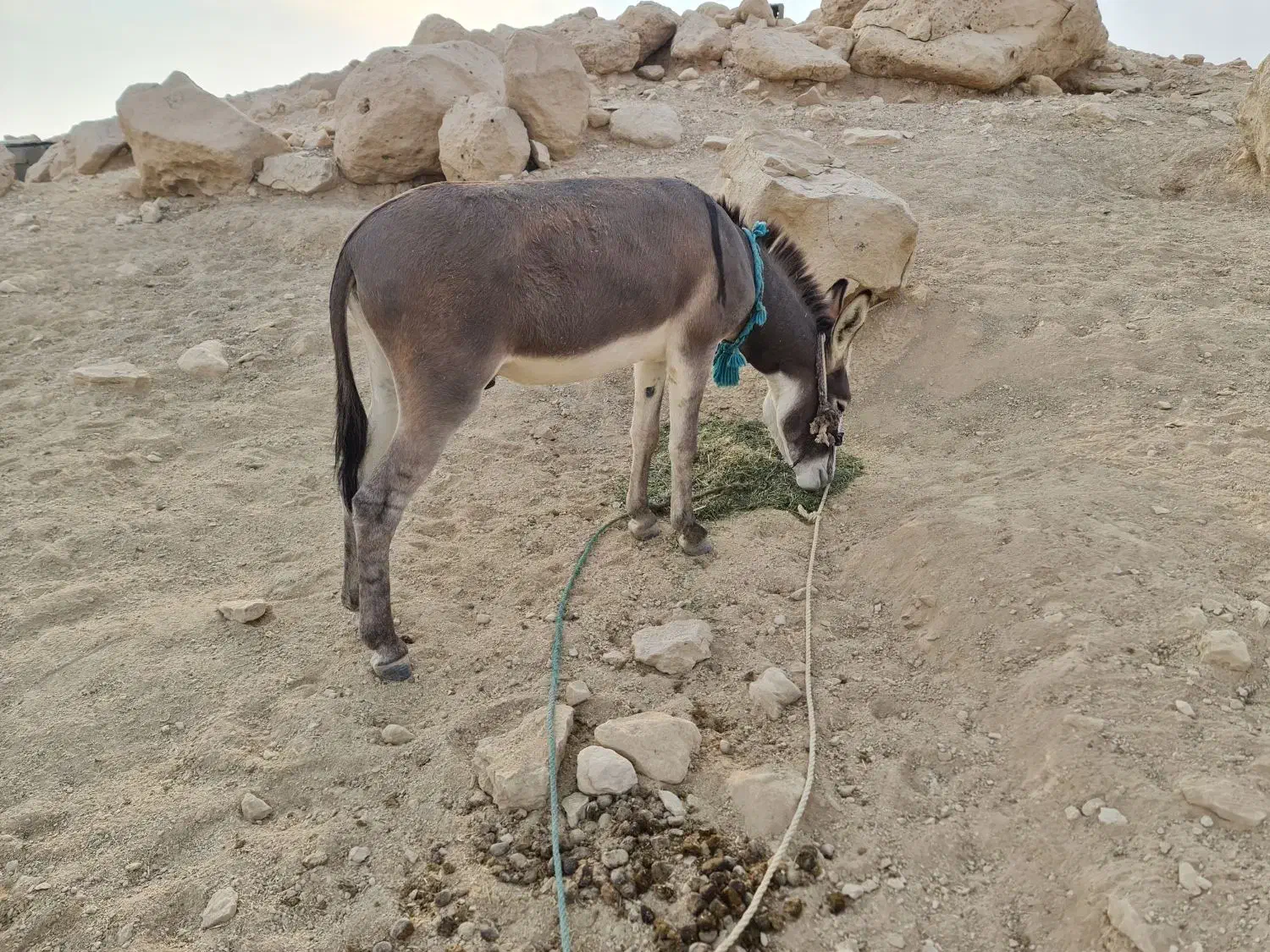 الاغ نر جوان|حیوانات مزرعه|سیراف, |دیوار