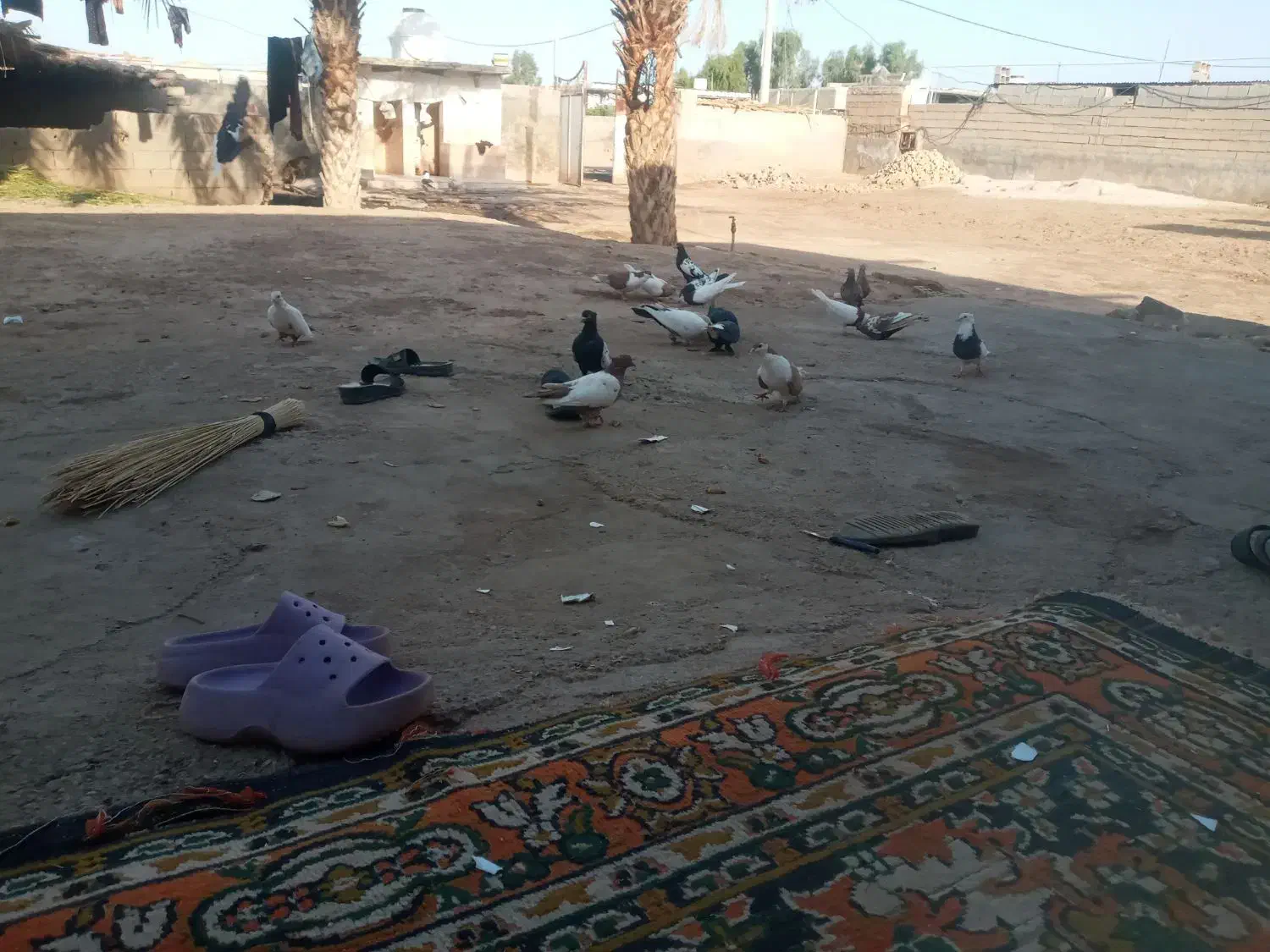 کبوتر جفتی ۶۰۰|پرنده|کرخه, |دیوار