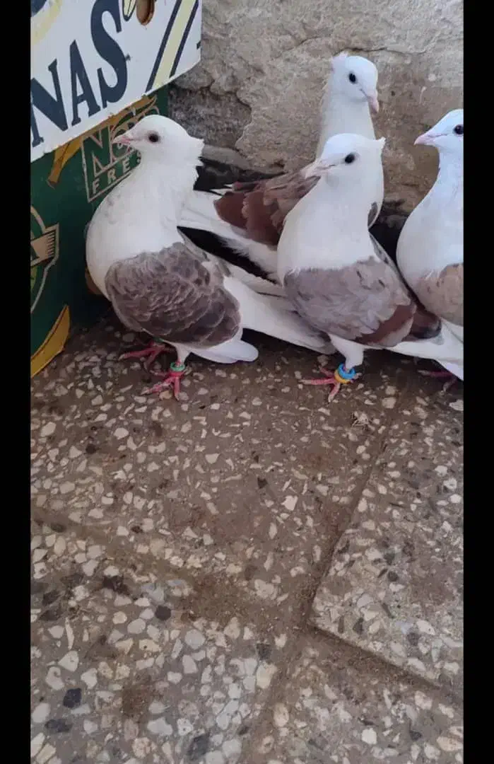 کبوتر دوکت|پرنده|شادگان, |دیوار