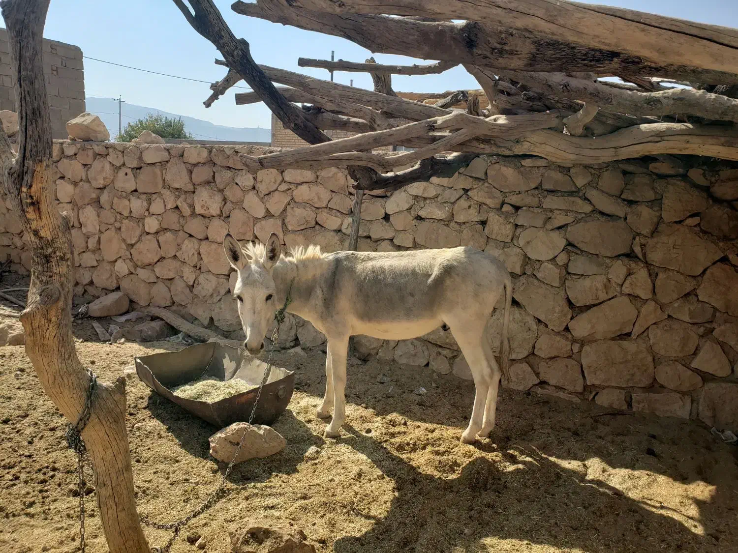 الاغ بارکش نر|حیوانات مزرعه|فیروزآباد (فارس), |دیوار