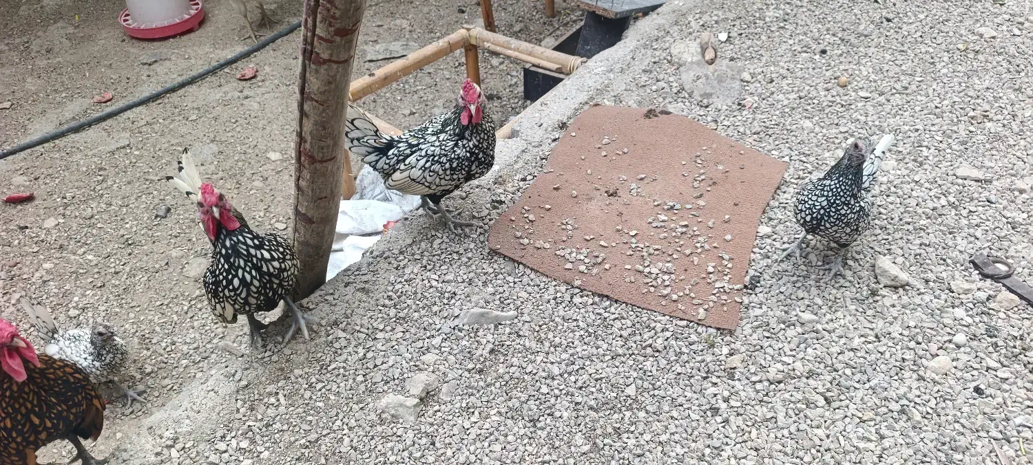 مرغ و خروس زینتی|پرنده|کوهمره, |دیوار