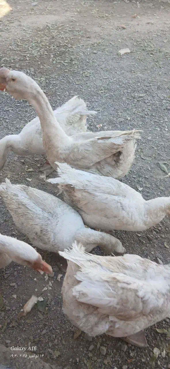 قوغاز اکراینی ۱۶۰۰وغاز یه تومن|حیوانات مزرعه|بروجرد, |دیوار