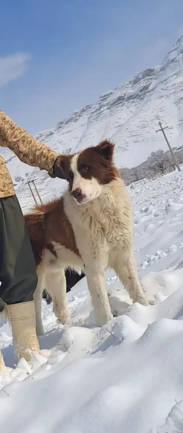 دزدیده شده|حیوانات|اراک, |دیوار