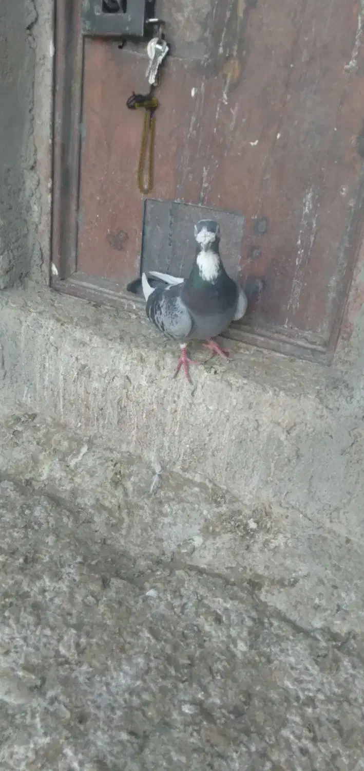 ابلغ اهوازی نسل بتن نر|پرنده|هامون, |دیوار