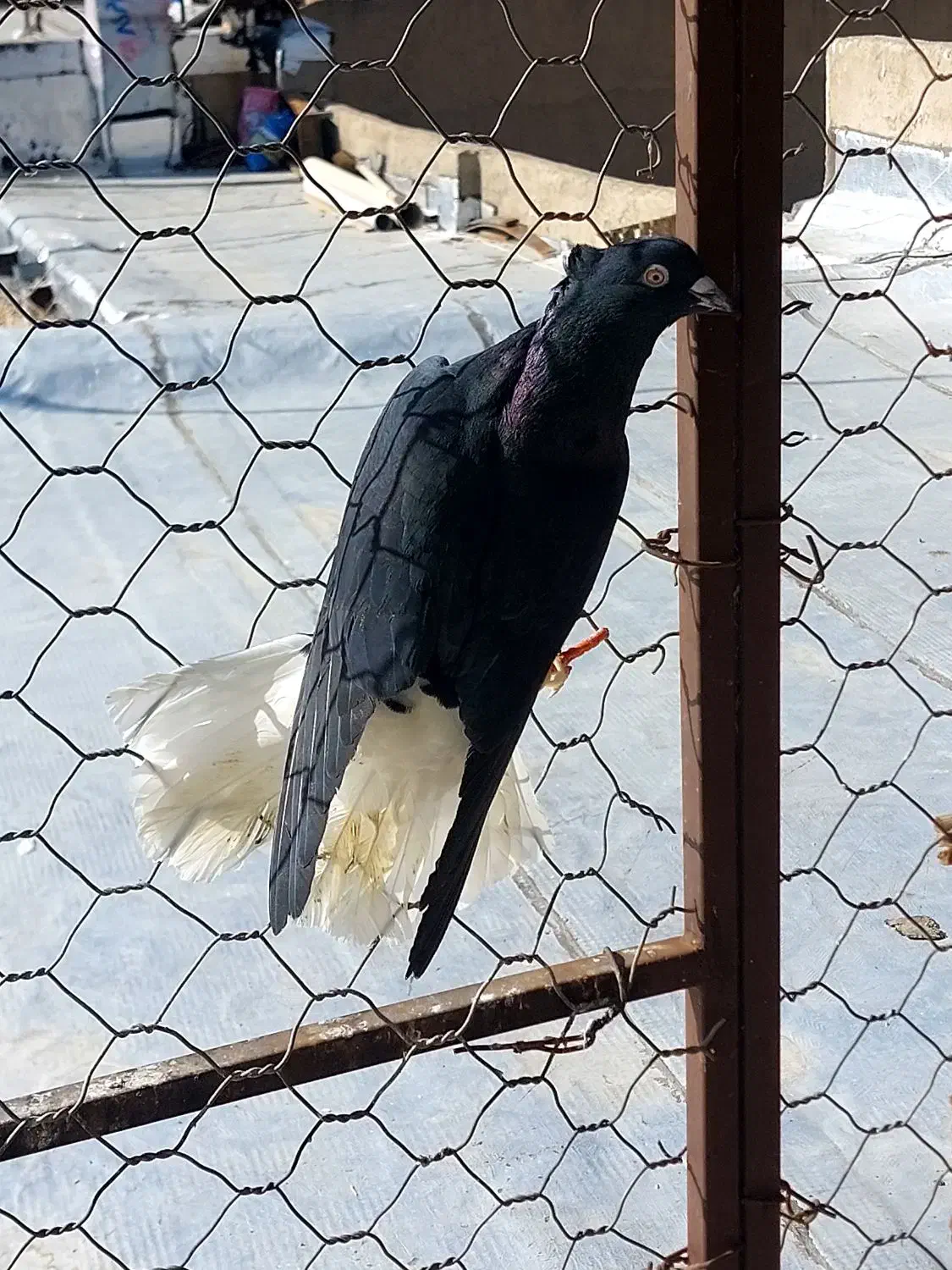 کبوتر|پرنده|قزوین, |دیوار