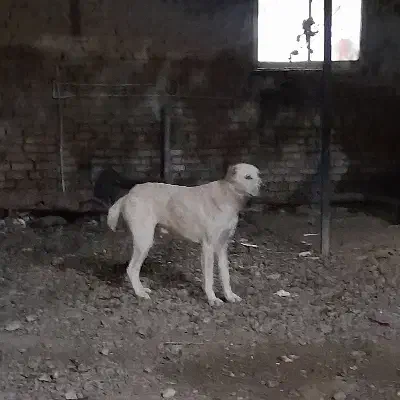 آلابای نر .10 ماهه|سگ|انبارآلوم, |دیوار