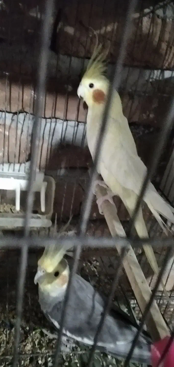 عروس هلندی مولد زعفرانی|پرنده|بناب, |دیوار