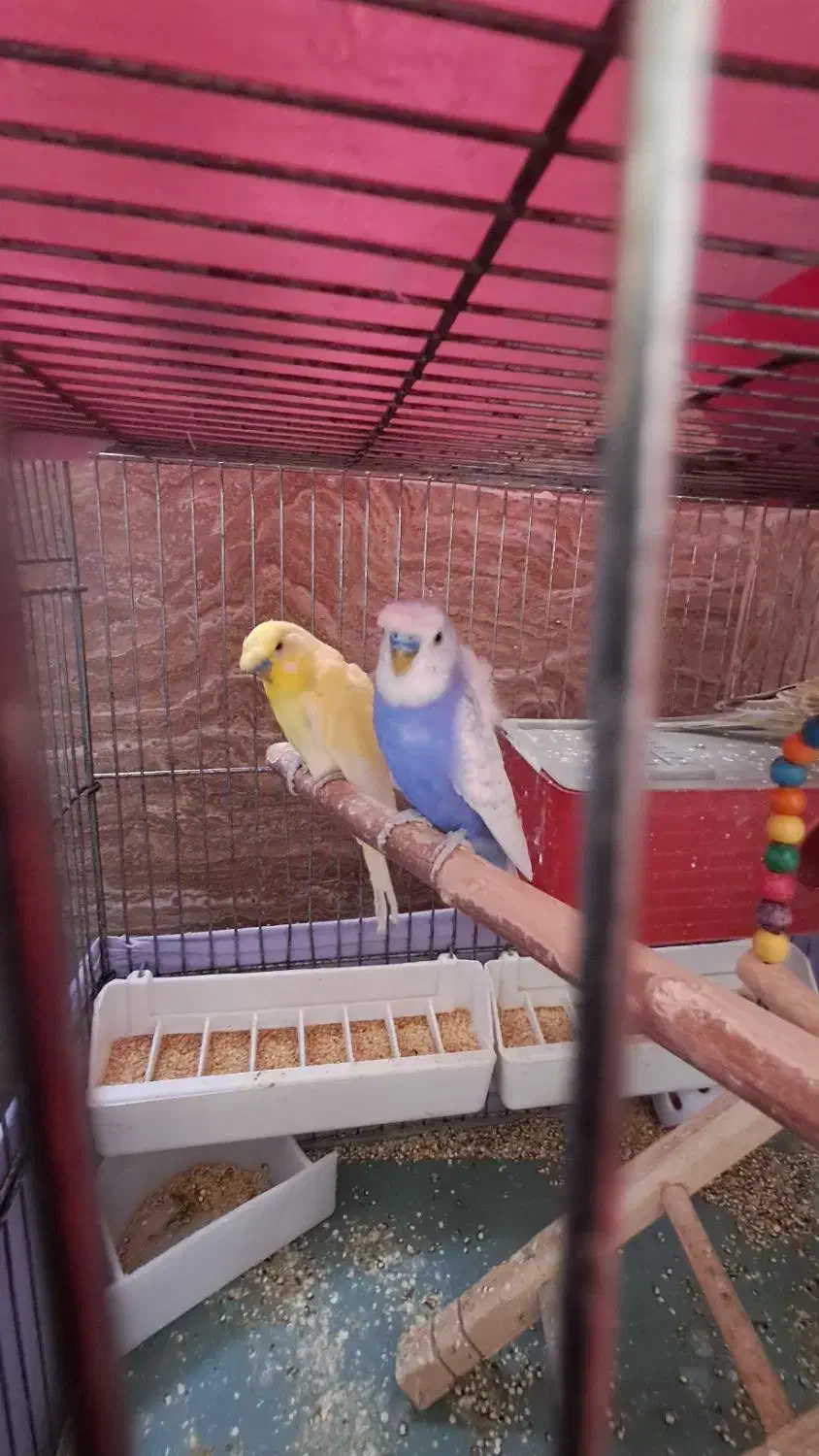 مرغ عشق مولد|پرنده|پردیس, فاز ۴|دیوار