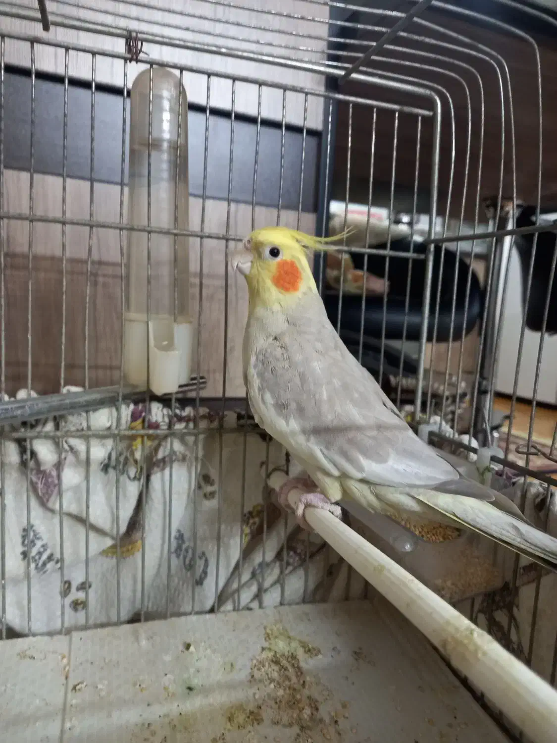 عروس هلندی لوتینو|پرنده|سبزوار, هویزه|دیوار