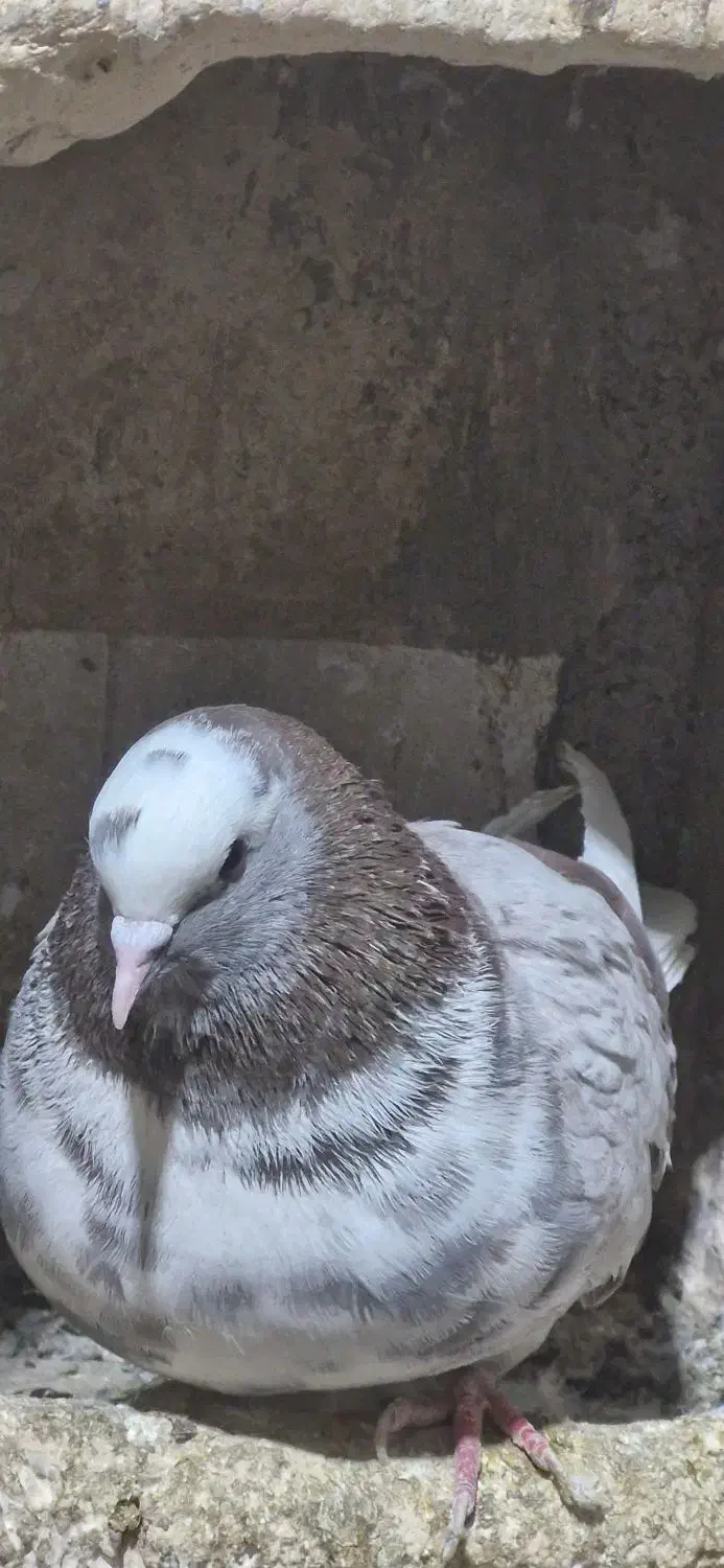 کفتر گرفته|پرنده|صحنه, |دیوار