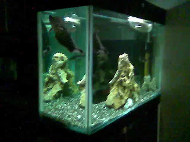 آکواریوم بزرگ و کوچک|لوازم جانبی حیوانات|اندیشه, اندیشه فاز ۲|دیوار