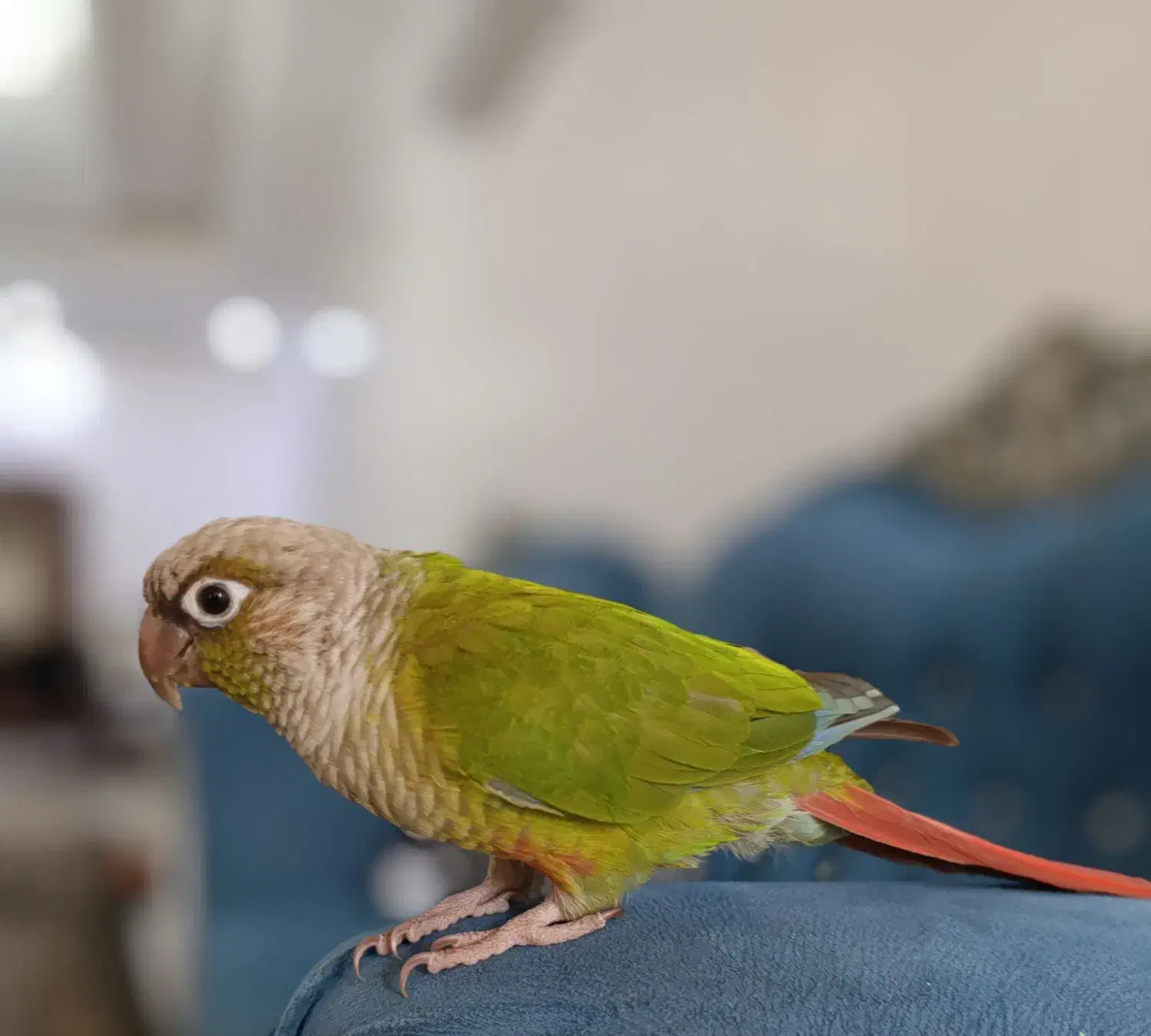 گرینچیک|پرنده|اسلام‌شهر, باغ فیض|دیوار