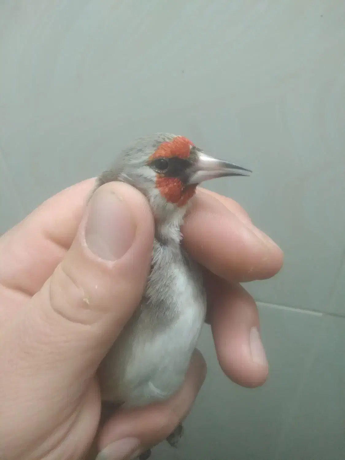 سهره|پرنده|جلگه شوقان, |دیوار