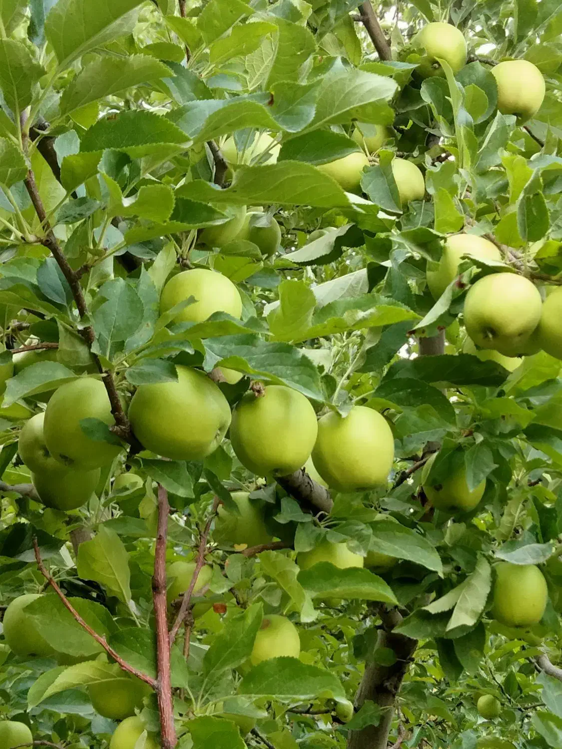 هرس کار ماهر|خدمات باغبانی و درختکاری|شاهدشهر, |دیوار