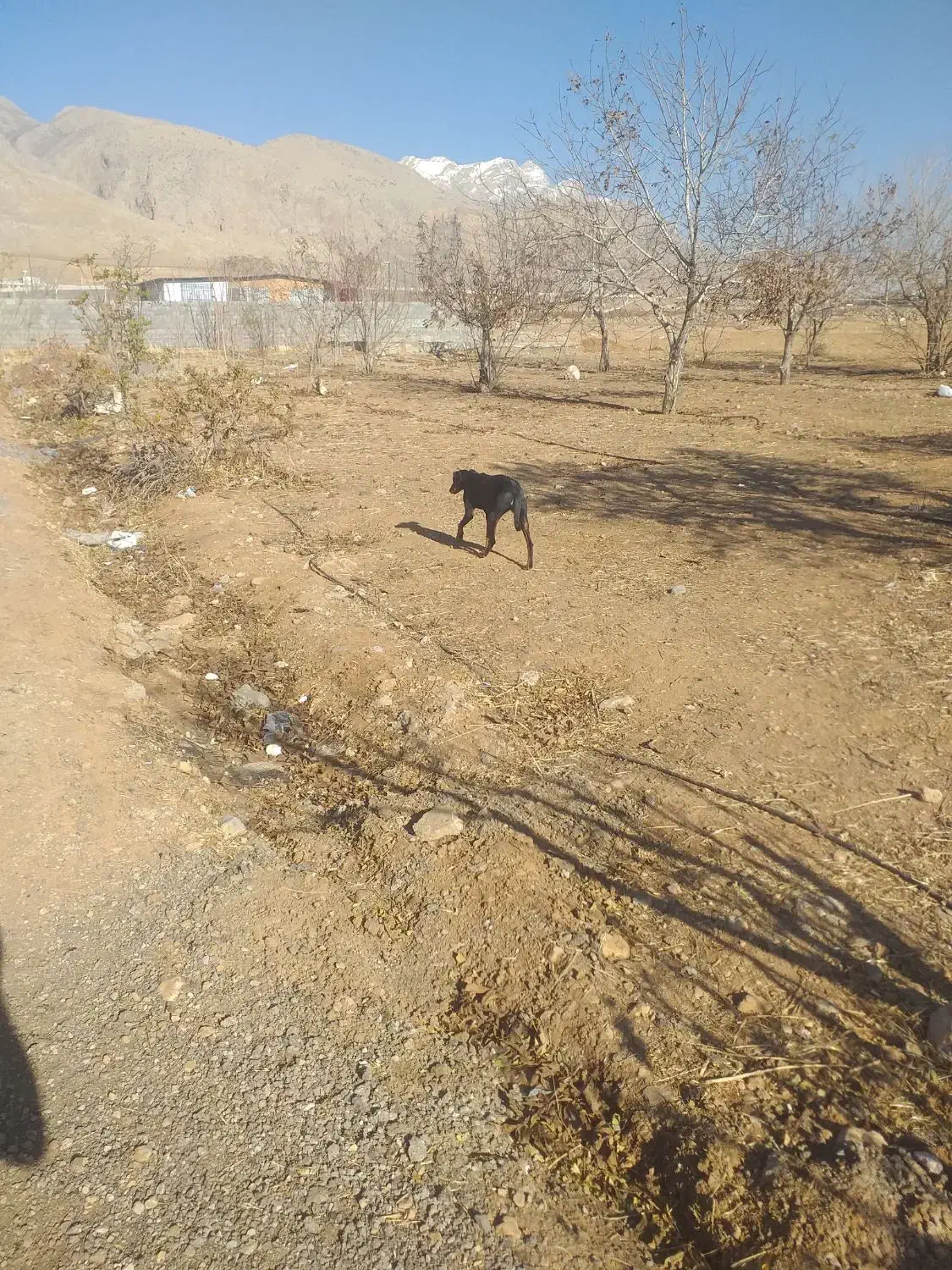 سگ دوبرمن|سگ|کرمانشاه, |دیوار