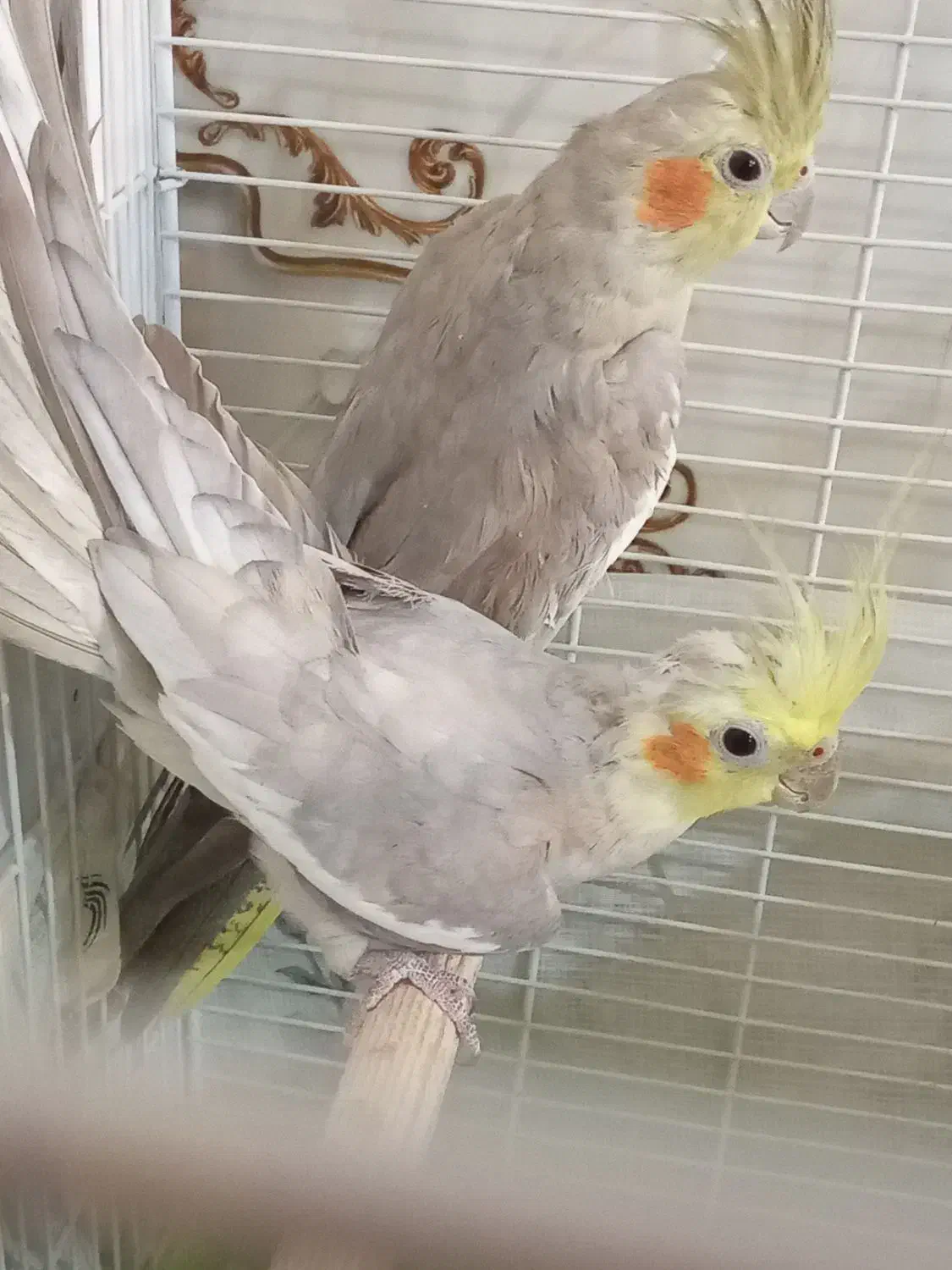 عروس هلندی مولد|پرنده|گلپایگان, |دیوار