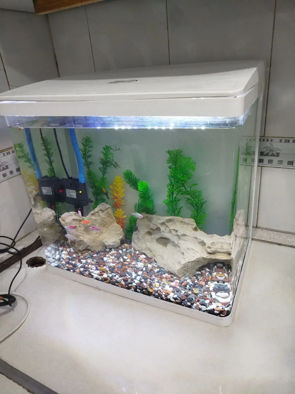 آکواریوم|ماهی|بندر ماهشهر, |دیوار