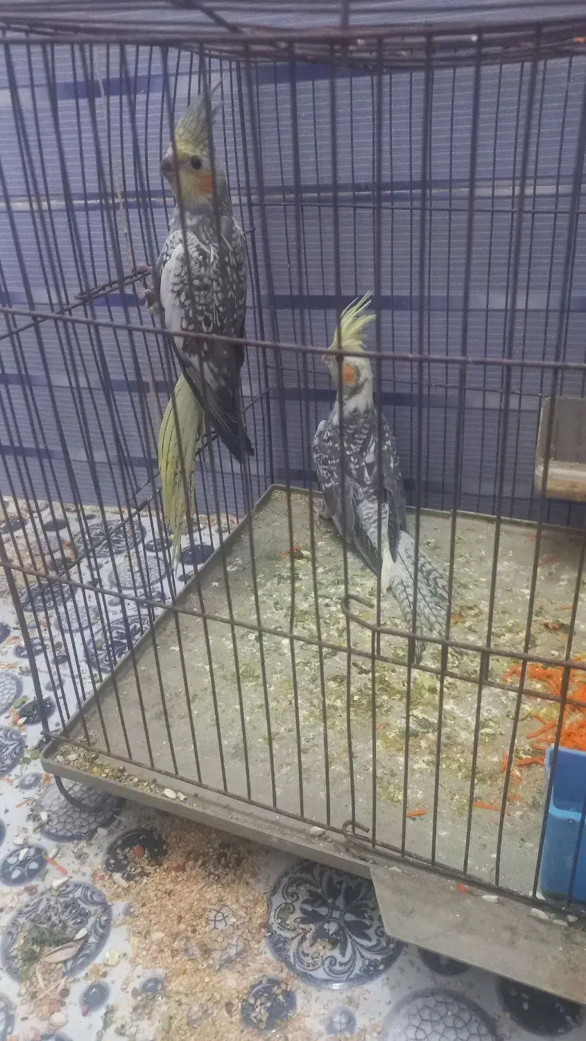 عروس پاریس یا هلندی|پرنده|کارون, |دیوار