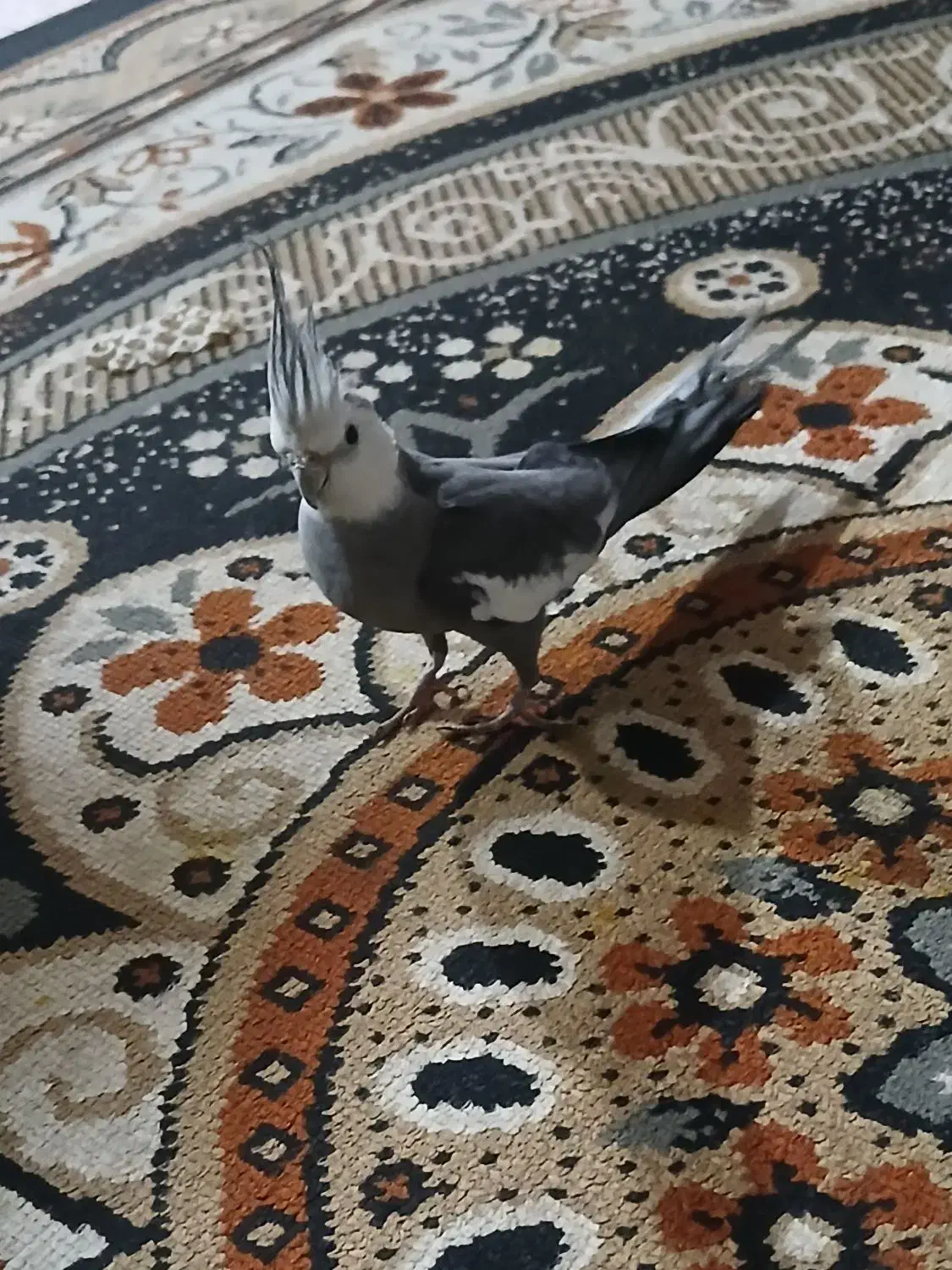 عروس هلندی|پرنده|میناب, |دیوار