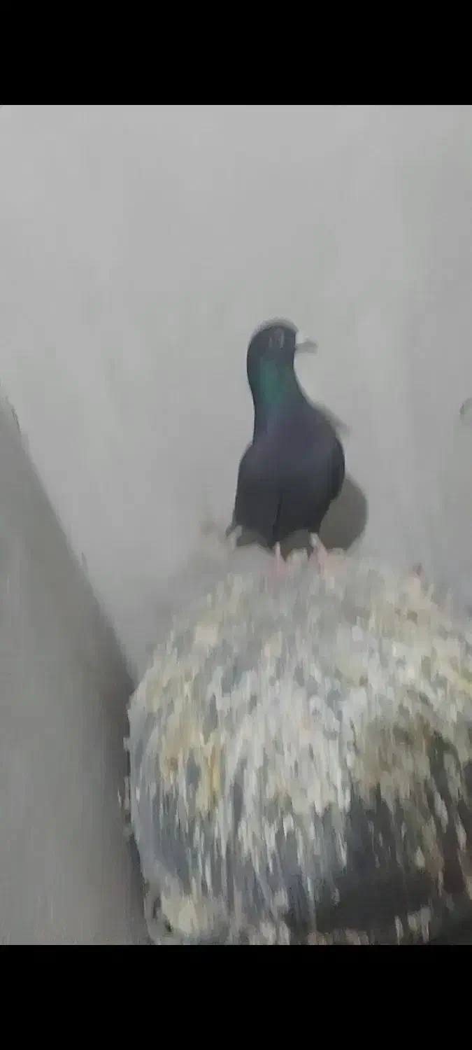 کفتر فروشی|پرنده|سرایان, |دیوار