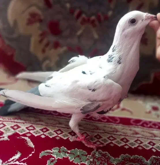 کفتر|پرنده|داراب, |دیوار