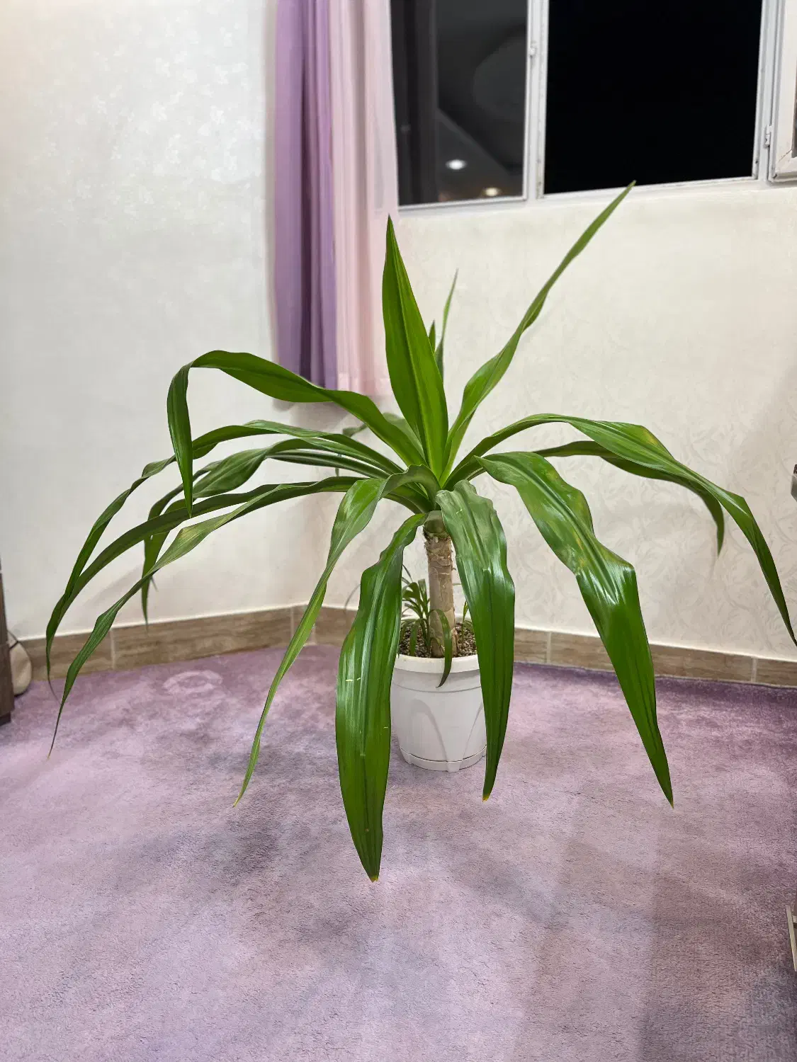 گل آپارتمانی اشک ملکه|گل و گیاه طبیعی|اصفهان, شهرک کاوه|دیوار