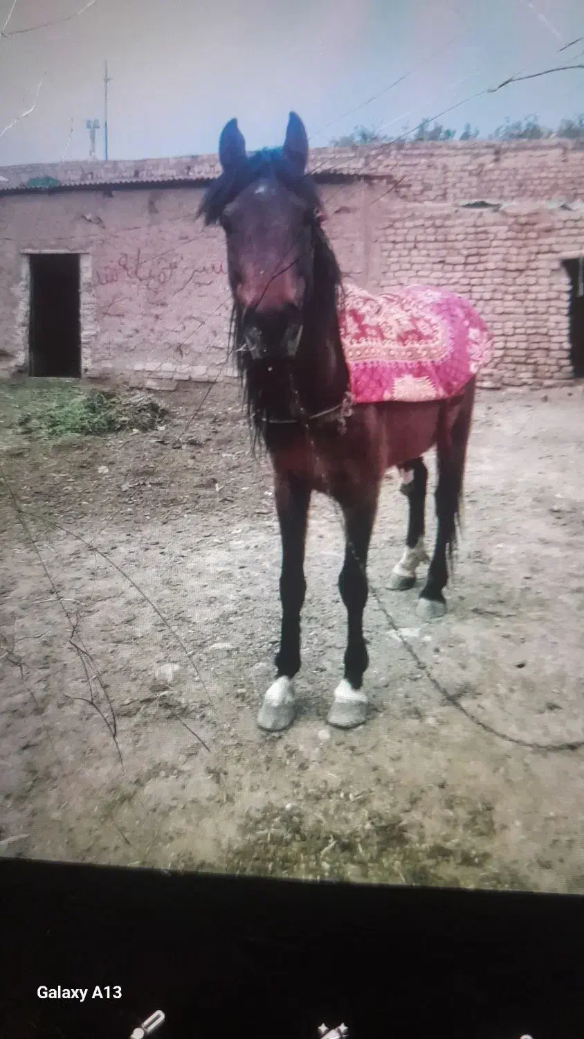 اسب|اسب و تجهیزات اسبسواری|تربتحیدریه, رضاشهر|دیوار