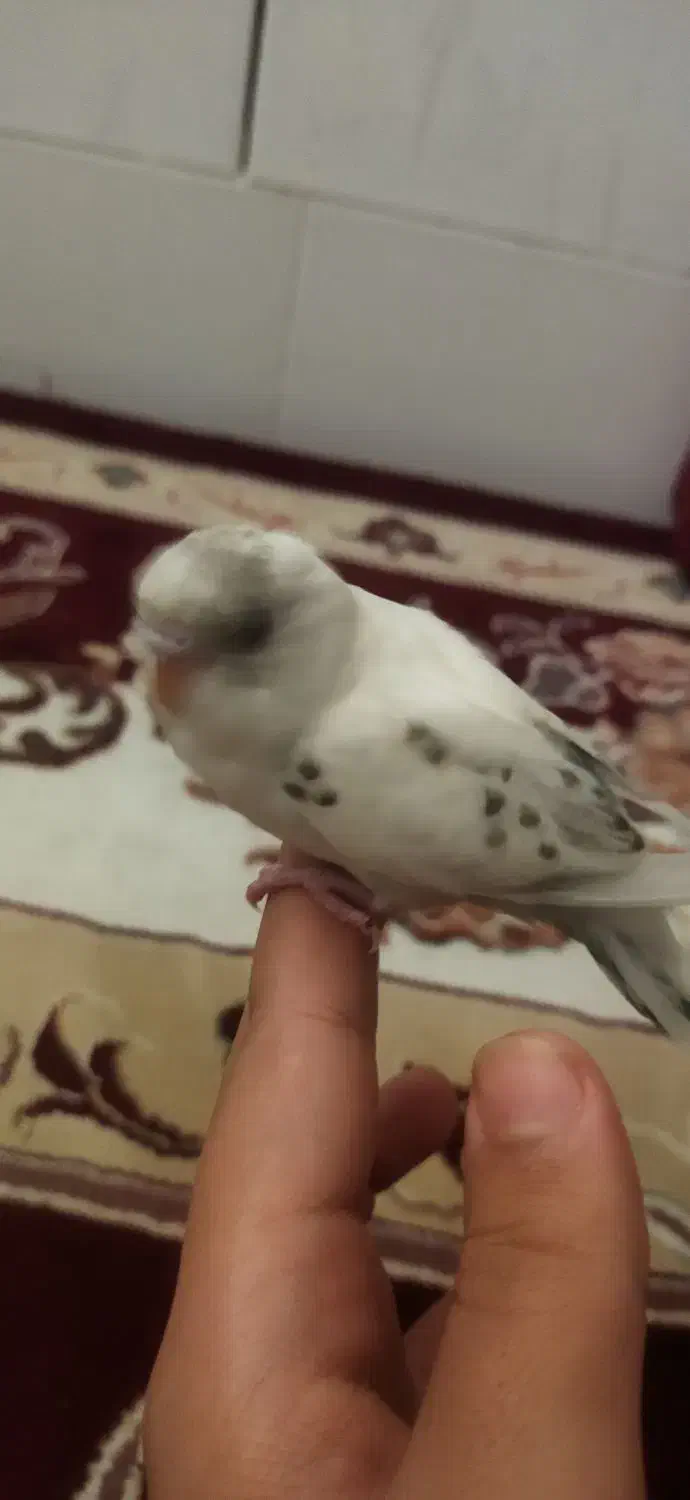 مرغ عشق|پرنده|قم, ولیعصر|دیوار