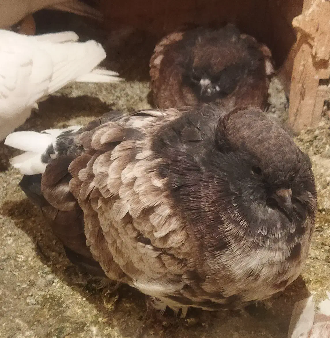 فروش کبوتر|پرنده|بندر ترکمن, |دیوار