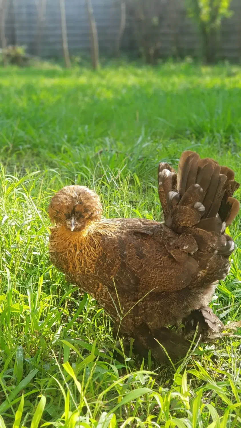 مرغ خروس لهستانی پولند و سلطان وارداتی|حیوانات مزرعه|رشت, اسماعیل آباد|دیوار