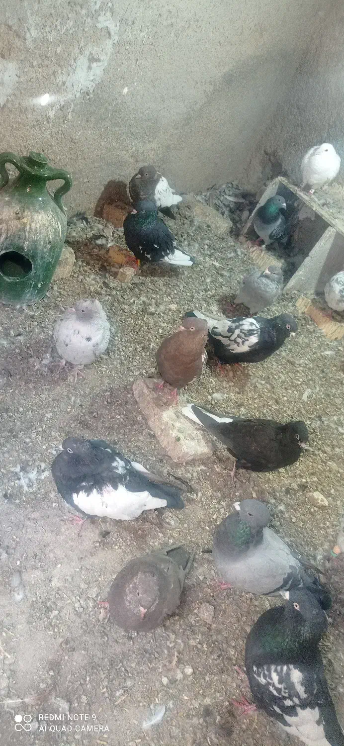 کبوتر|پرنده|داراب, |دیوار