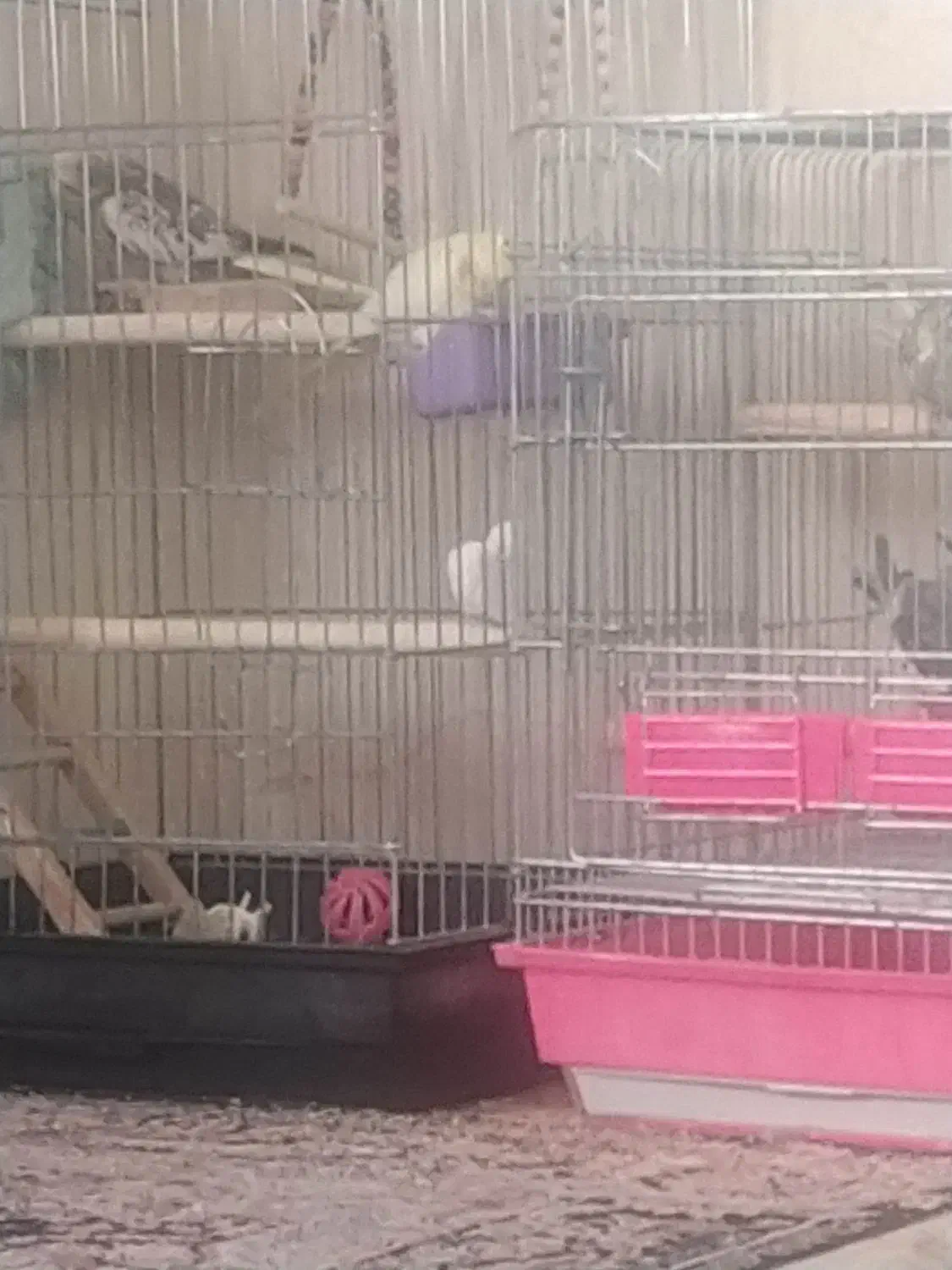 عروس هلندی سالم باقفس|پرنده|شاهین‌شهر, مسکن مهر|دیوار