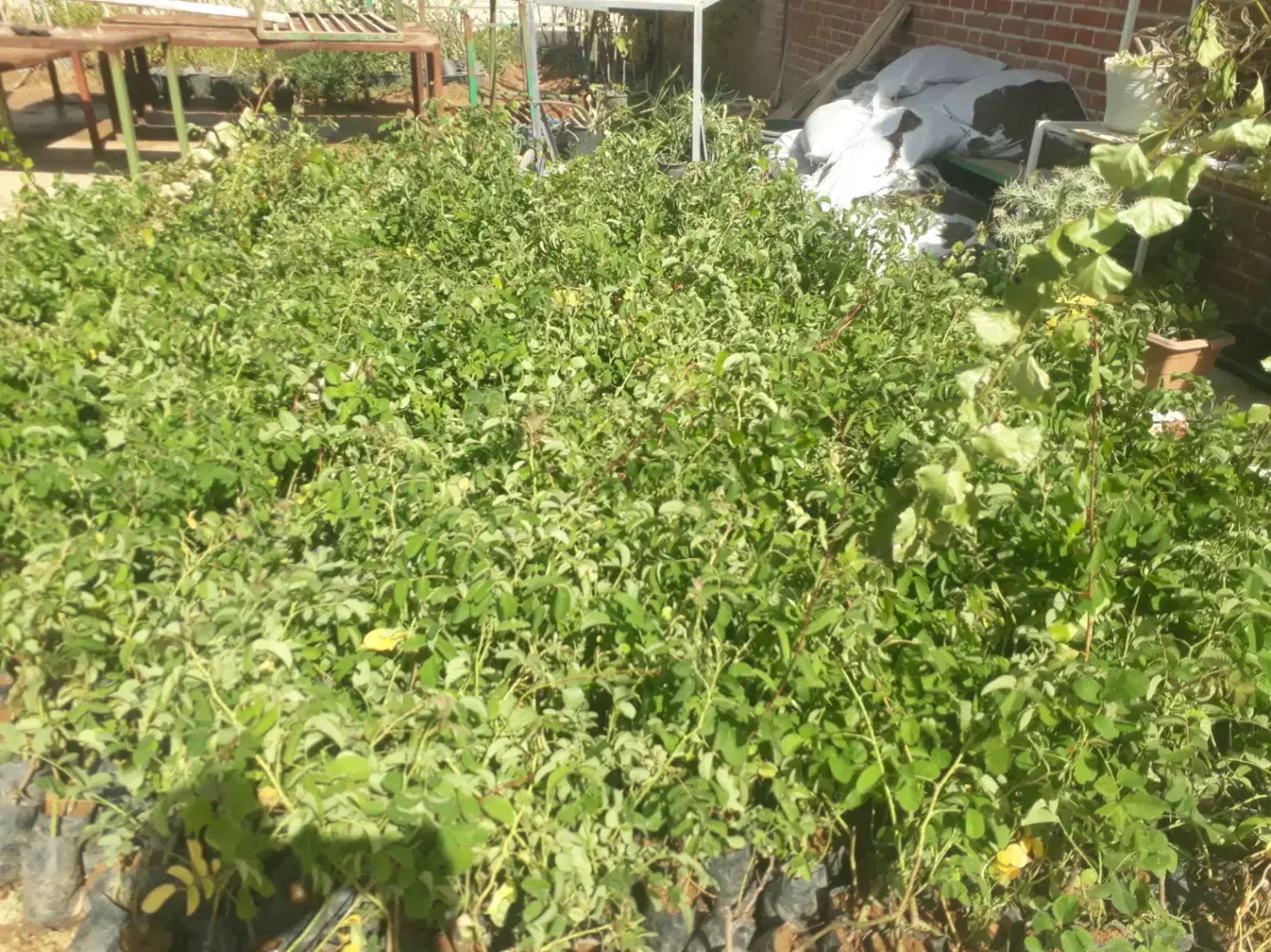 فروش انواع گل رز هلندی رونده ساناز بدون واسطه|گل و گیاه طبیعی|بجنورد, |دیوار