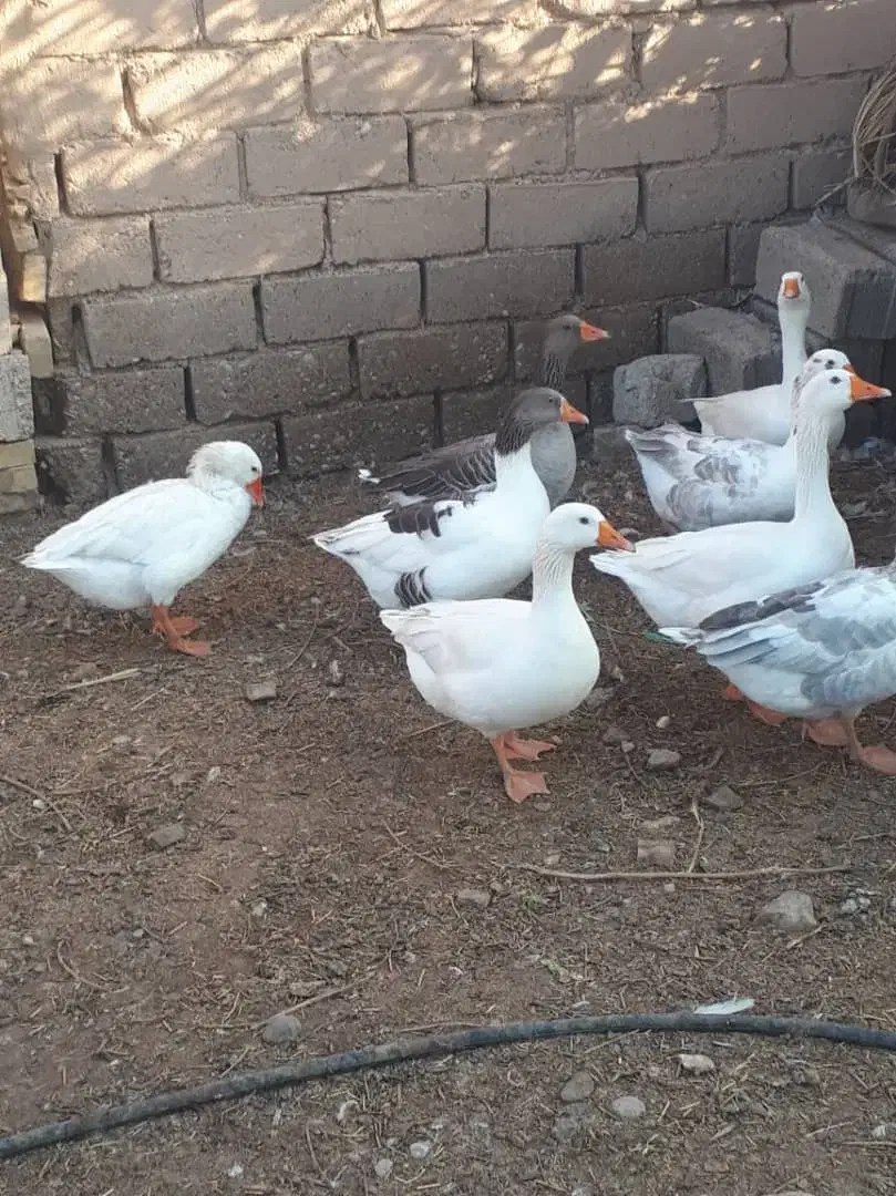 غاز|پرنده|کارون, |دیوار