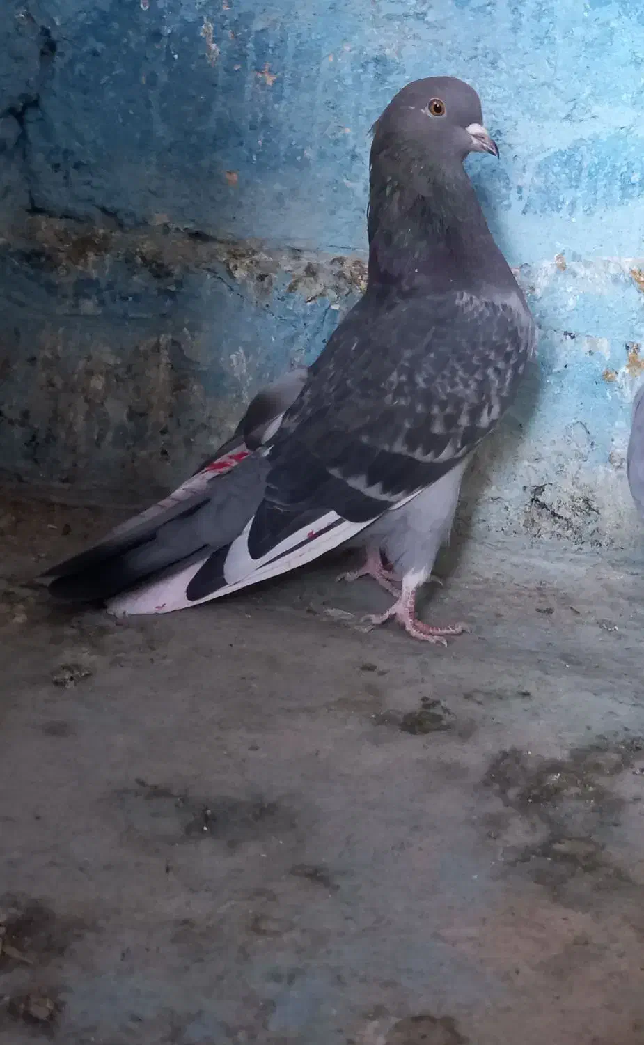 کبوتر زوردار|پرنده|اسلام‌‌آباد غرب, |دیوار