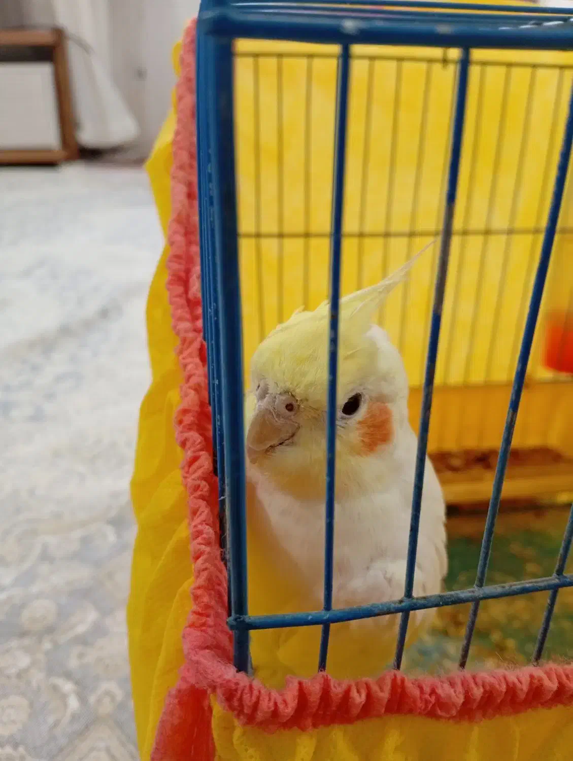 عروس هلندی سخنگو و اهلی|پرنده|ارومیه, |دیوار