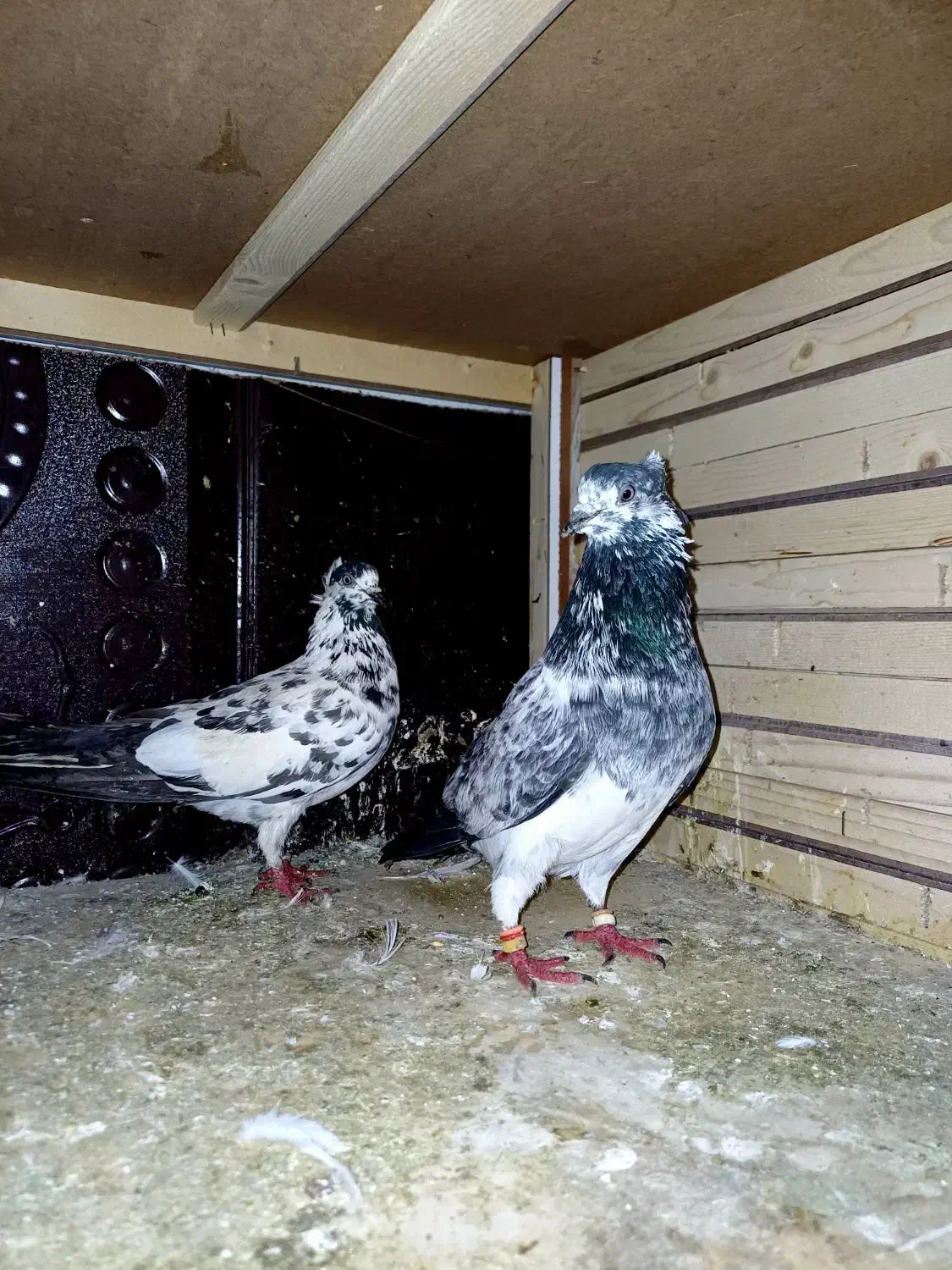 کبوتر|پرنده|کیاشهر, |دیوار