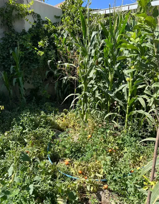 فروش قطعه ویلایی جانقور باسمنج ۱۰۰۰ متر|فروش زمین و ملک کلنگی|باسمنج, |دیوار