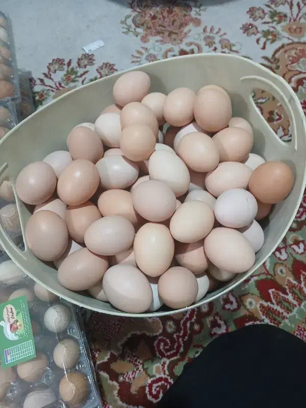 فروش تخم مرغ محلی گلپایگان|خوردنی و آشامیدنی|پاکدشت, خاتون آباد|دیوار