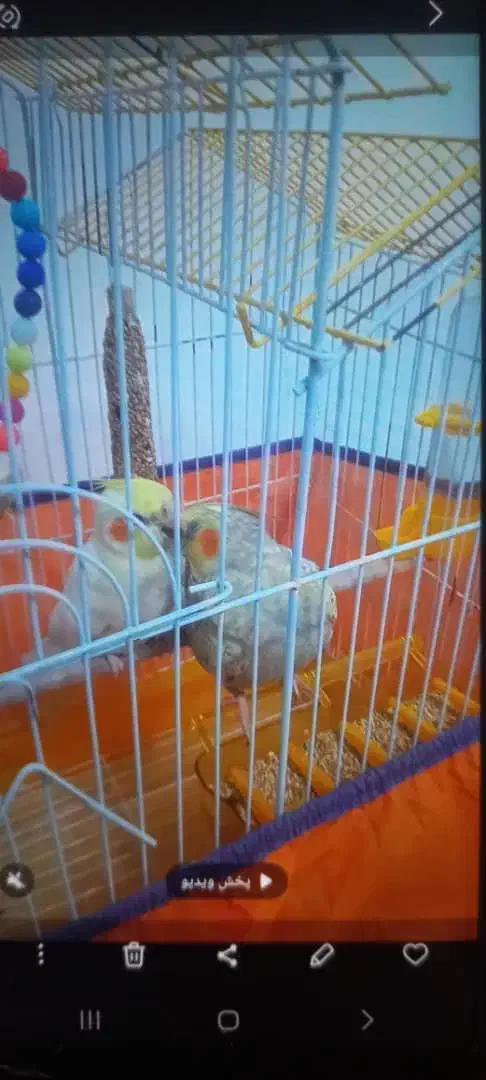 عروس هلندی|پرنده|رشت, کوی جام جم|دیوار