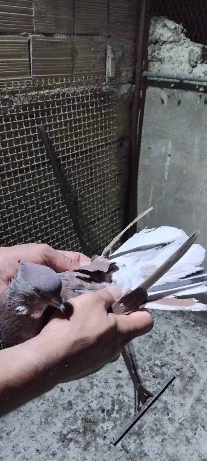 سرخ سرور دم سفید|پرنده|ملارد, |دیوار