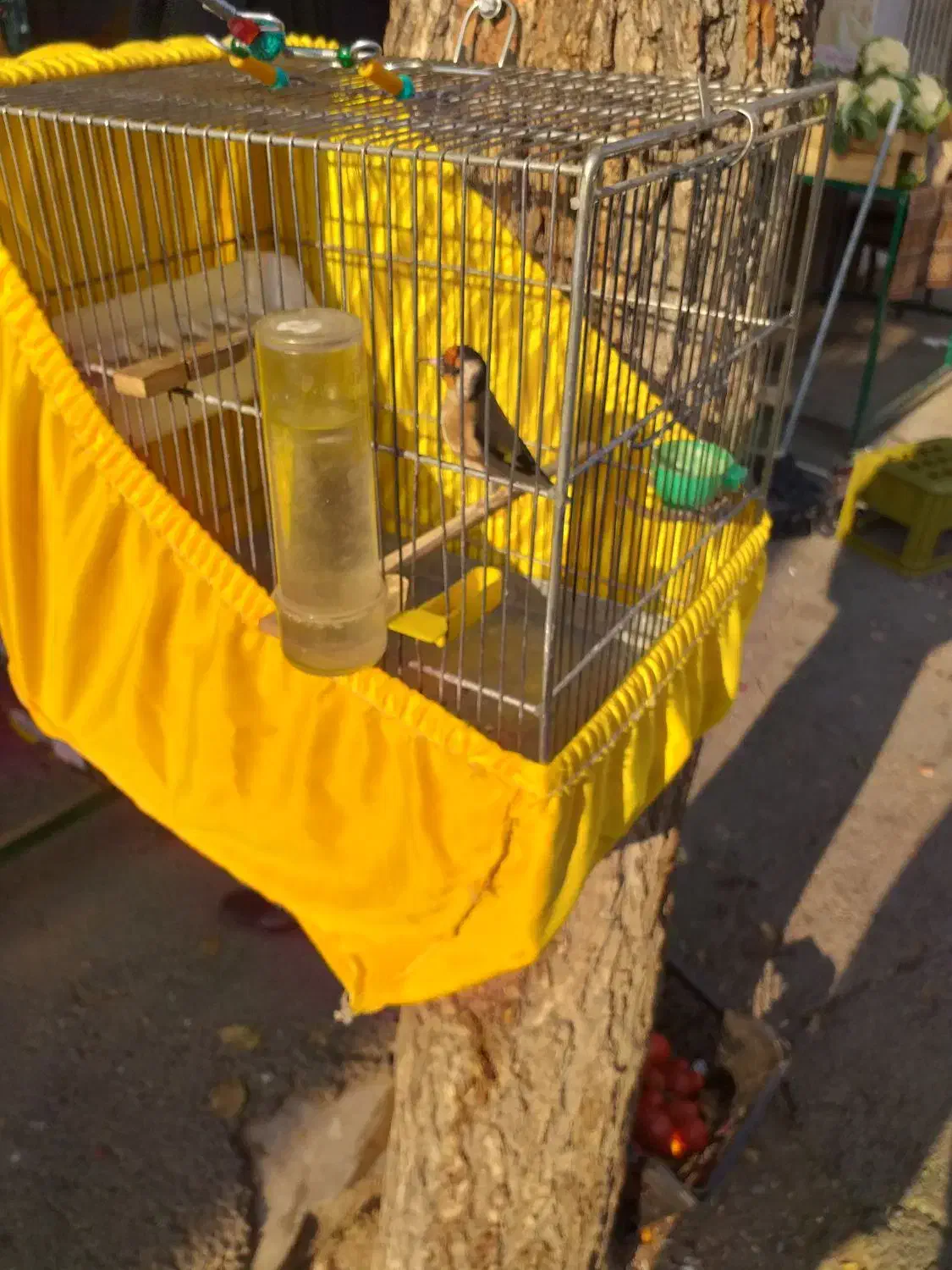 سره نر جوجه سال|پرنده|ری, ظهیرآباد|دیوار