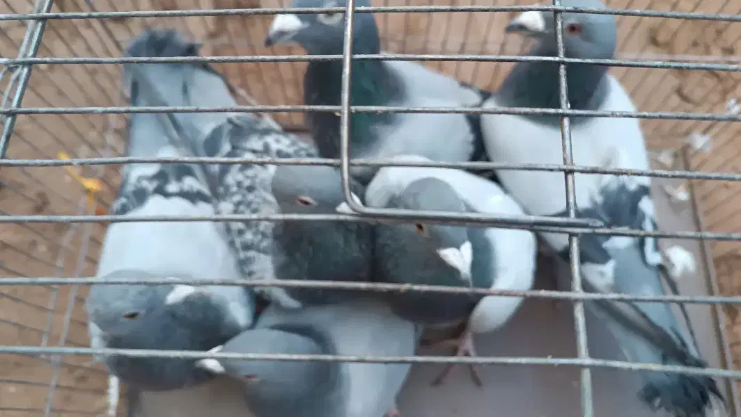 پلاکی مسافتی|پرنده|بزینه رود, |دیوار